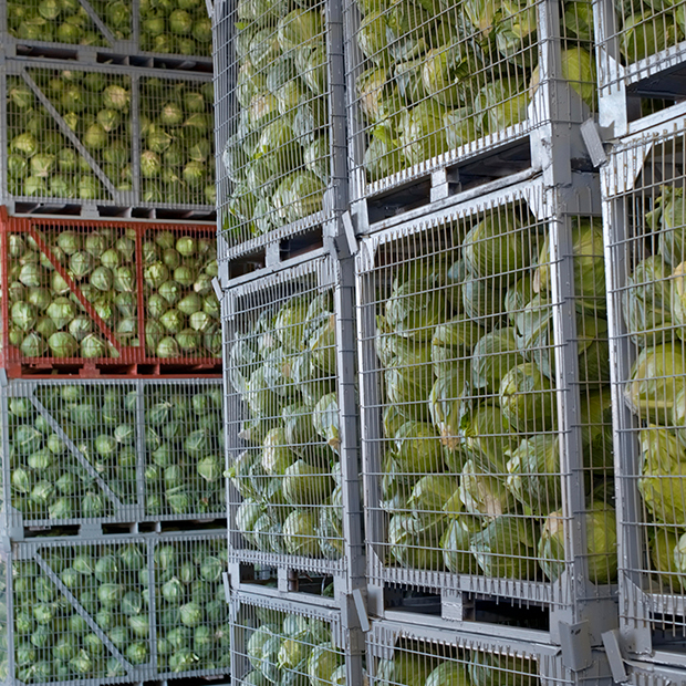 Importación y exportación de alimentos, materias primas e ingredientes