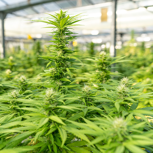 Regulación del Cannabis medicinal y su uso científico en Colombia
